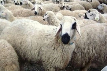 Vekalet kurban bedeli açıklandı!